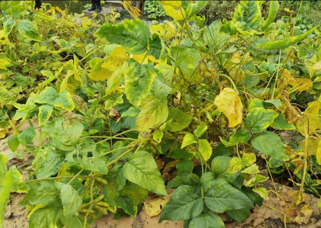 绿植黄叶急救方法